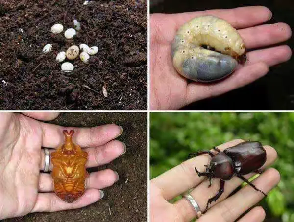 Pet beetle life cycle diagram for rhino and Hercules beetles