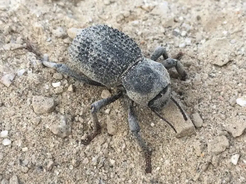 Blue Death Feigning Beetle in desert showcasing its blue-gray shell