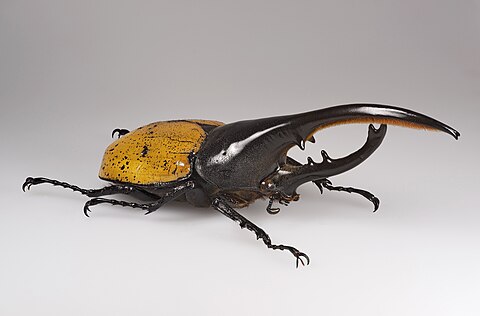 Hercules Beetle on wood showcasing its massive horn