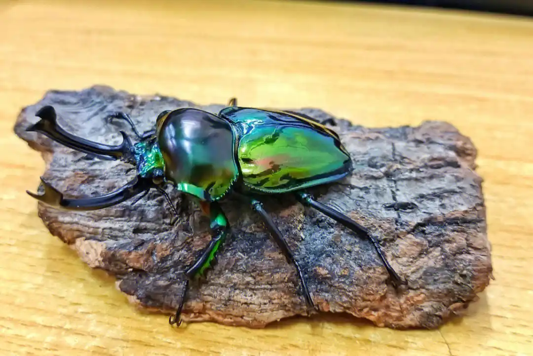 Rainbow Stag Beetle showcasing its vibrant rainbow shell