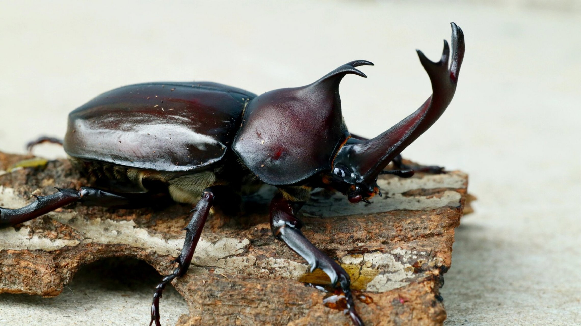 Rhino Beetle on wood showcasing its single horn