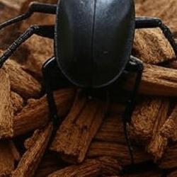 Pet Beetles: Your Chill Guide to Keeping Beetles as Pets