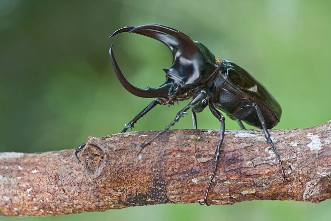 Stag Beetle on a branch showcasing antler jaws