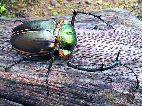 Vibrant pet beetle on a log, showcasing a colorful stag beetle in a natural habitat!